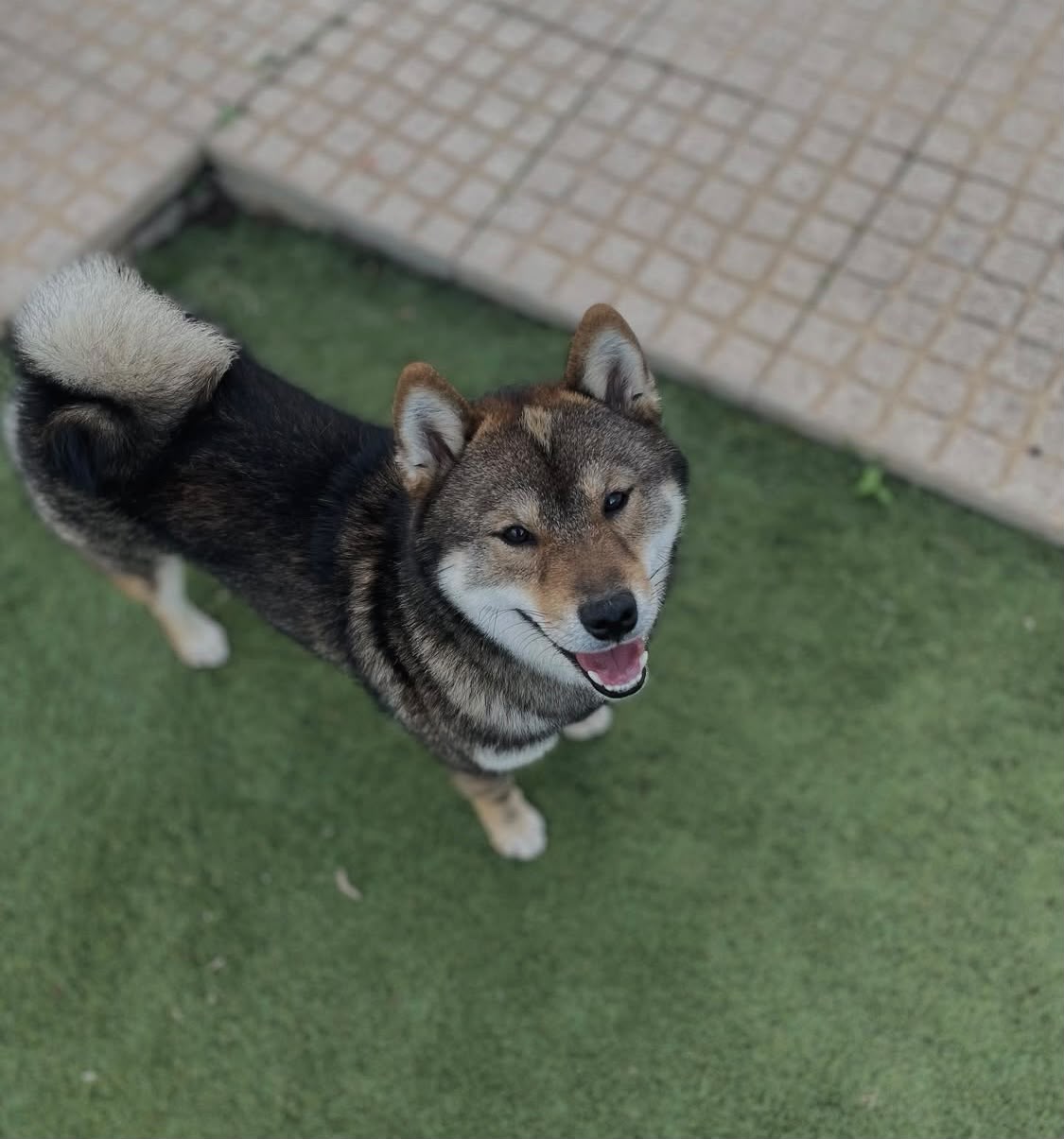 Cão com daycare supervisionado em casa perto de Santo Isidoro