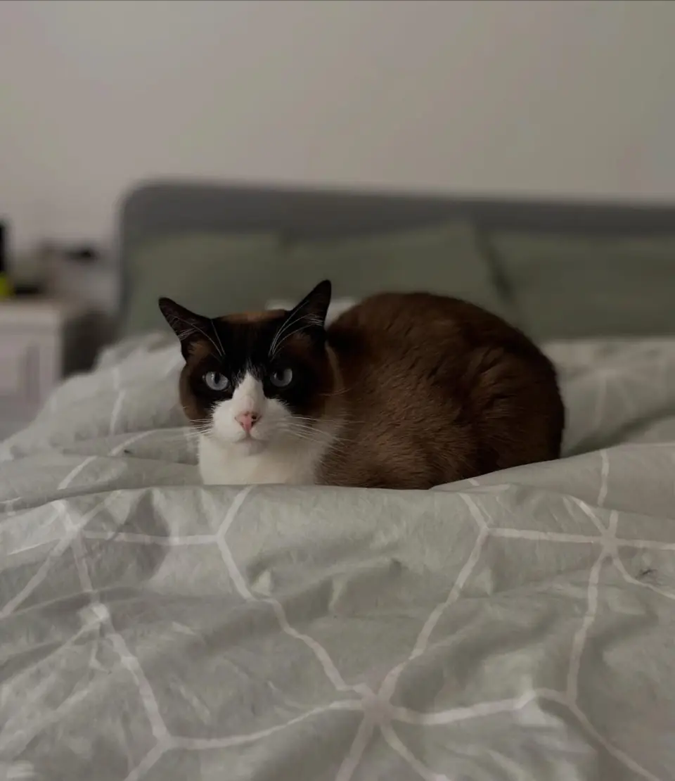 Gato com pet sitting ao domicílio perto de Santo Isidoro / Ericeira