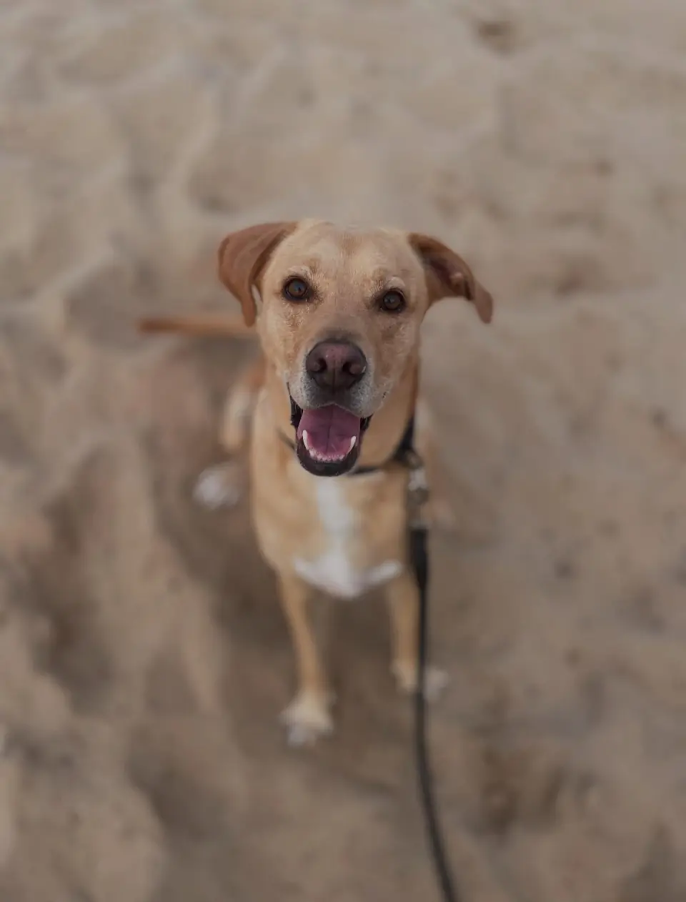 Cão em passeio perto da costa da Ericeira durante cuidado da Tails & Trails