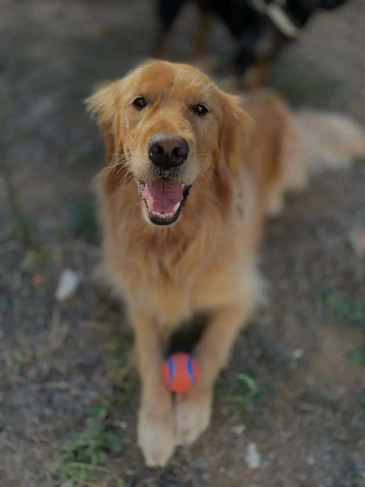 Golden retriever numa pausa exterior supervisionada perto da Ericeira