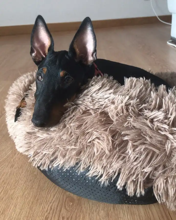 Cão pequeno durante uma visita ao domicílio em Santo Isidoro / Ericeira