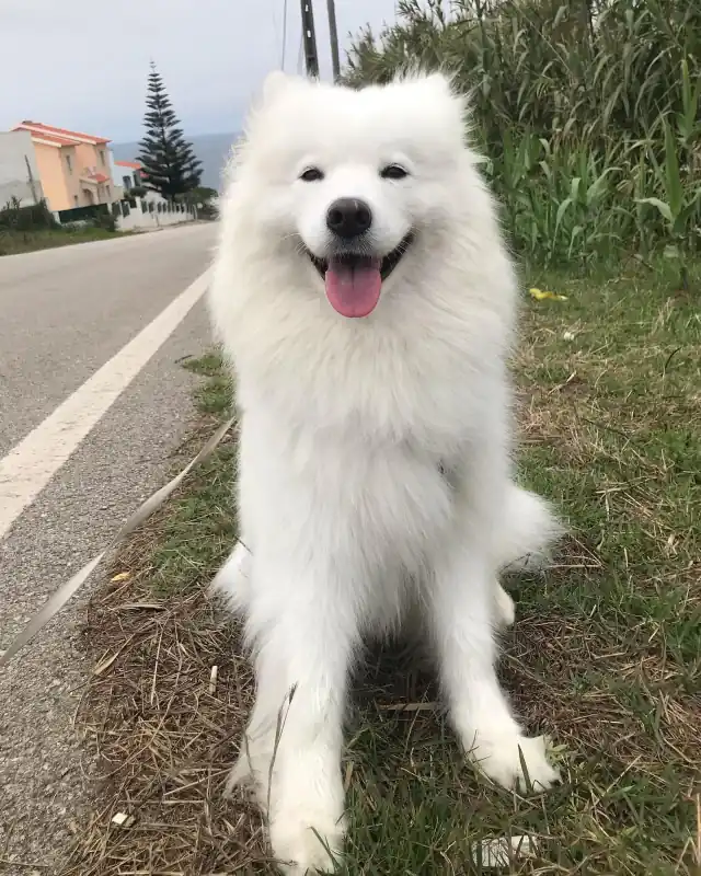Samoyed a relaxar durante uma estadia longa para cães perto da Ericeira